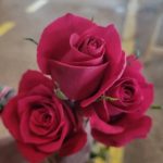 Ace Cerise